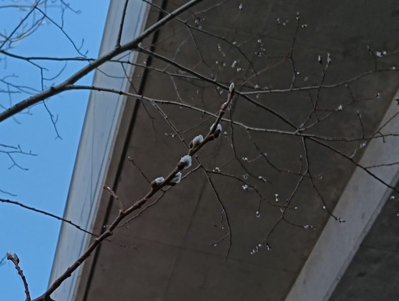 柏陽駅付近高架下の冬芽から絹毛が出ているバッコヤナギの画像です