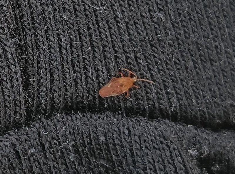 腕に止まったグンバイムシの画像です