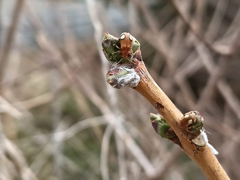 なにやら虫が付いている今日のマユミの冬芽の画像です