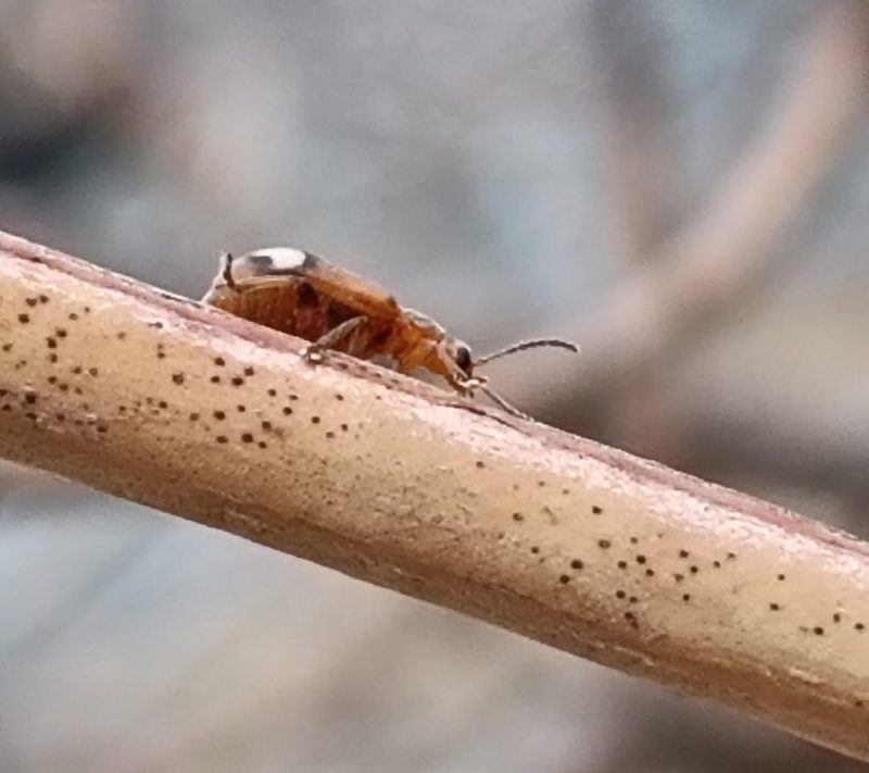 横から見たワモンナガハムシの画像です