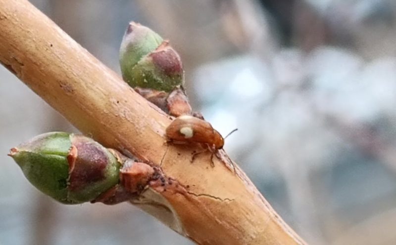 紋の薄いワモンナガハムシの画像です