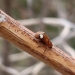 北見の気温2026/04/06