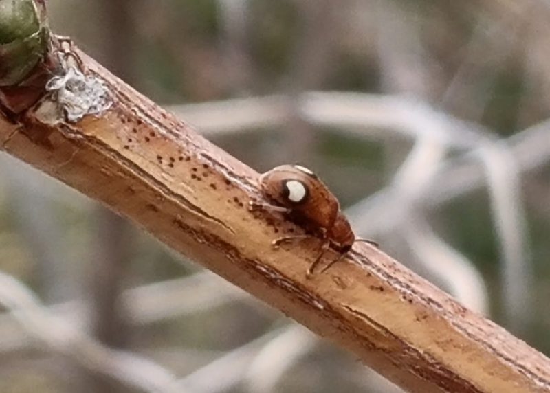 紋がはっきりしているワモンナガハムシの画像です