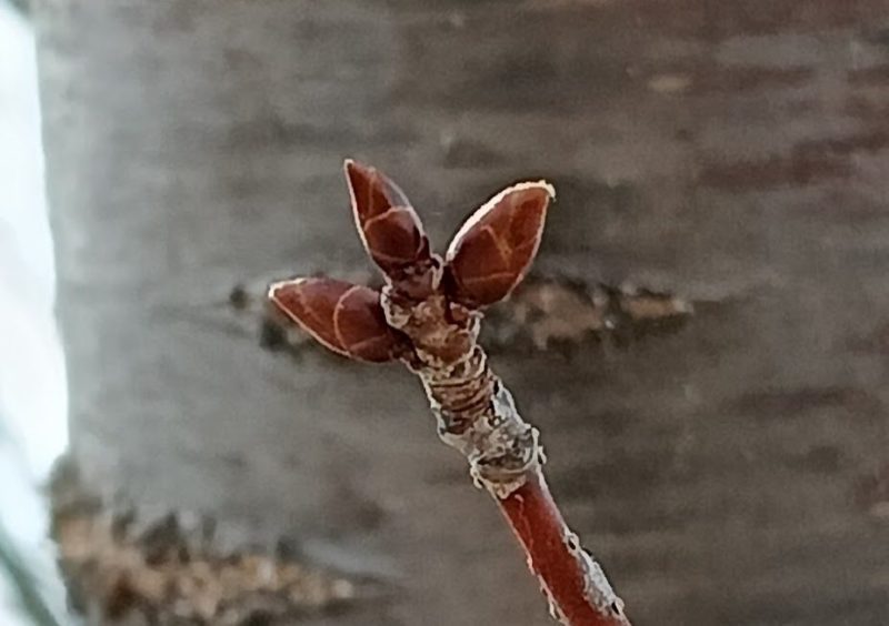 3月29日のサクラの冬芽の画像です