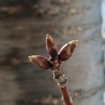 北見の気温2026/04/09