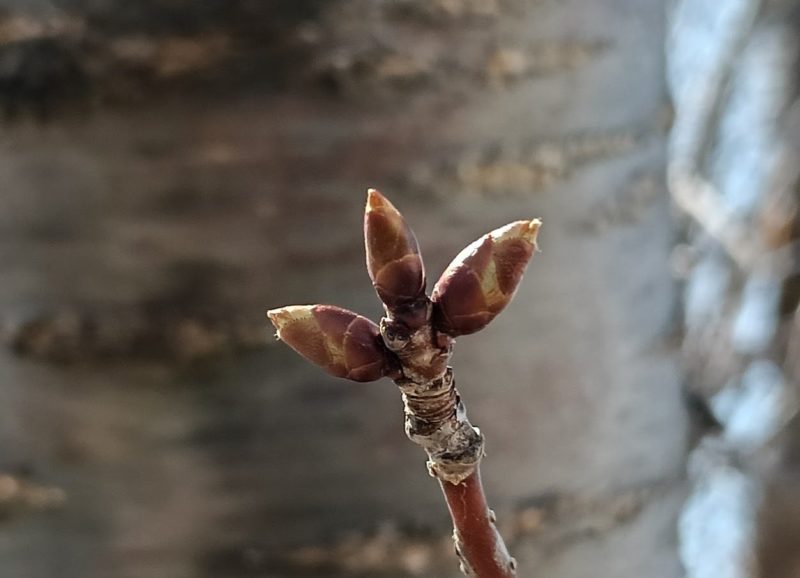 芽鱗が少し開いた本日のサクラの冬芽の画像です