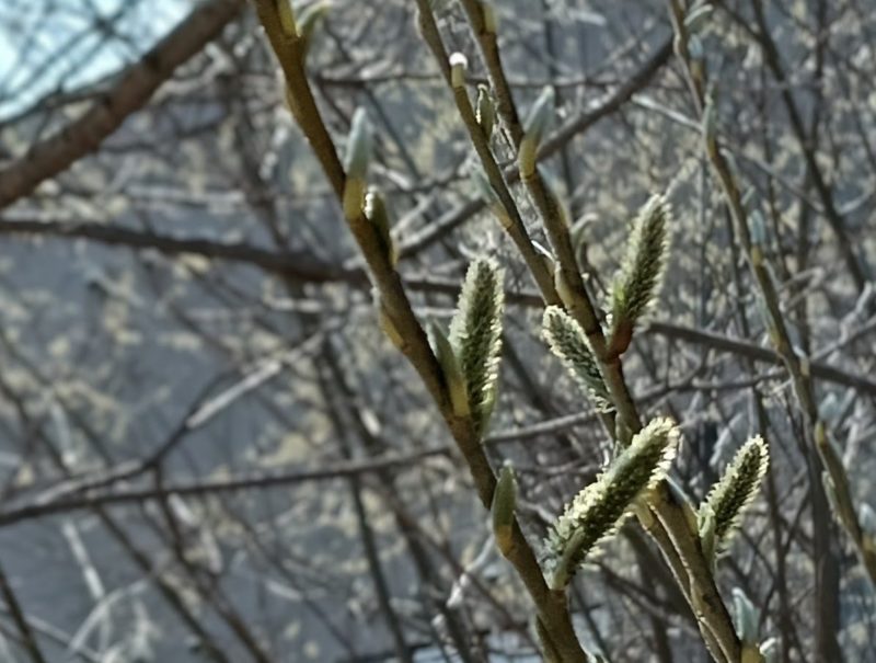 日の光で輝くヤナギの花序の画像です