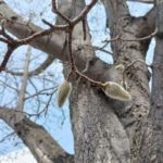 北見の気温2026/04/10