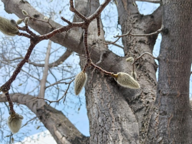 石北大通のコブシの冬芽の画像です