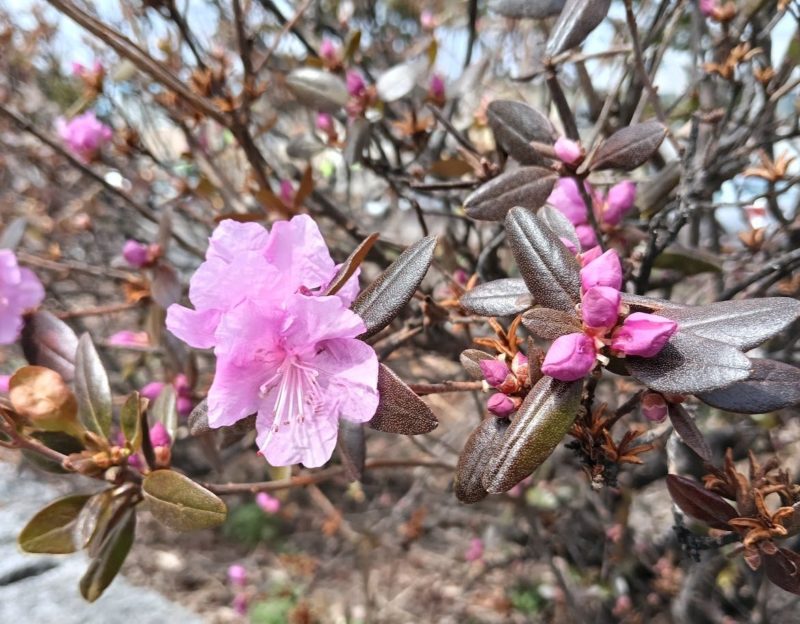 石北大通のエゾムラサキツツジの画像です