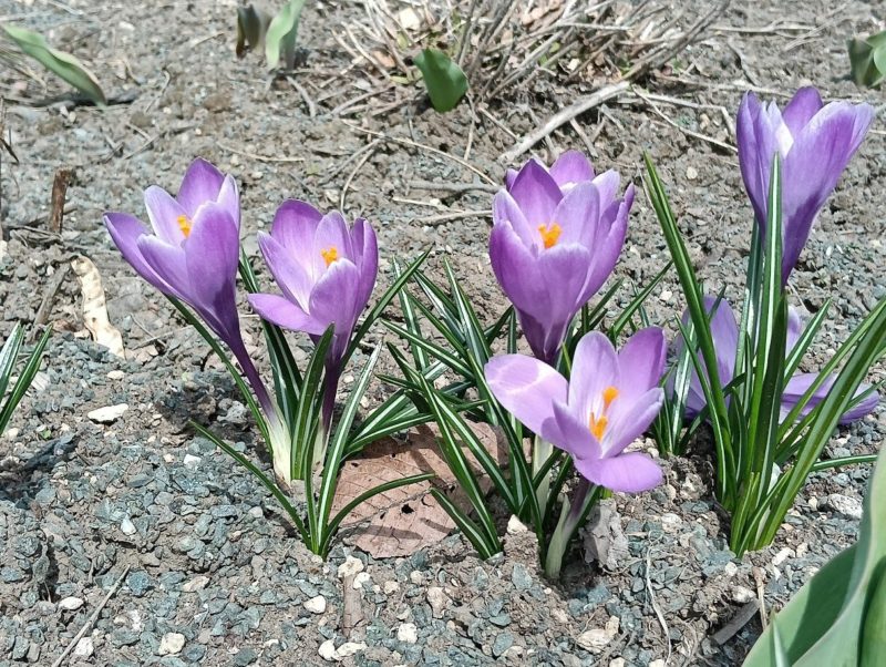 石北大通りのクロッカスの画像です