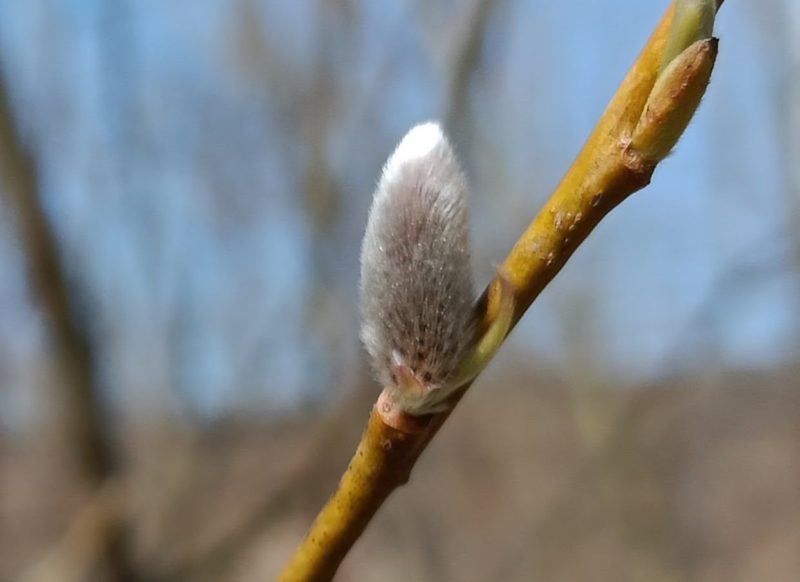 ヤナギの絹毛の画像です