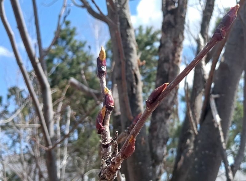 看護大付近に植えられたナナカマドの画像です