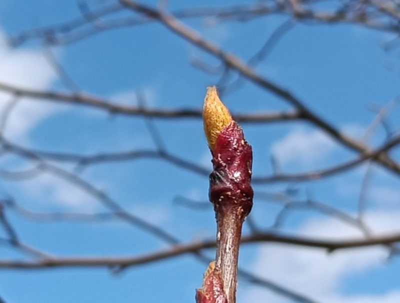 ナナカマドの冬芽の画像です